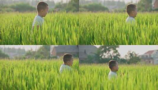 儿童在水稻田-奔跑高清在线视频素材下载