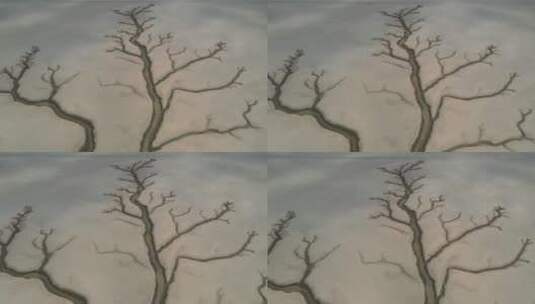 鄱阳湖生命之树特写航拍视频高清在线视频素材下载