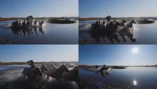 高速拍摄马在水里奔跑高清在线视频素材下载