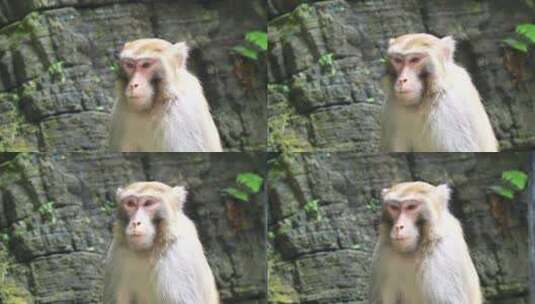 慢镜头升格拍摄湖南张家界野猴子高清在线视频素材下载