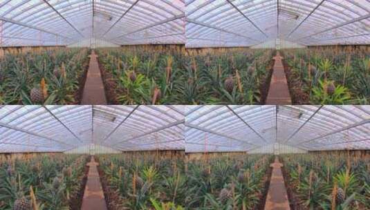 科技温室大棚培育菠萝高清在线视频素材下载