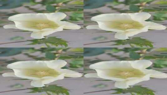 棉花花朵高清在线视频素材下载