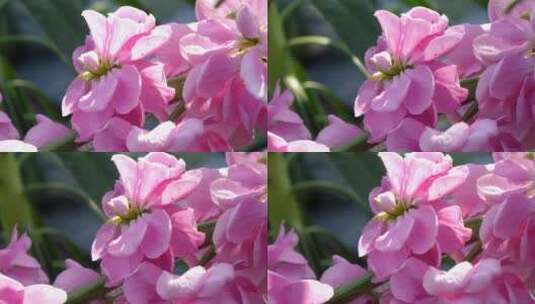 紫罗兰花柱花卉花朵植物绿化园林景观花草04高清在线视频素材下载