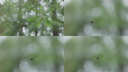 雨林中一只蜘蛛在织网高清在线视频素材下载