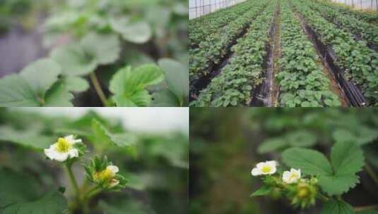 草莓基地大棚草莓场景高清在线视频素材下载