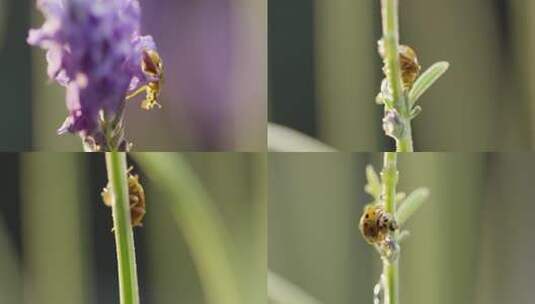 春天 阳光 昆虫 爬行 5高清在线视频素材下载