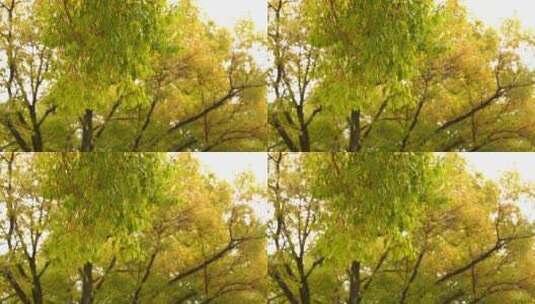 秋天泛黄的树叶秋意来临金黄色叶子意境树林高清在线视频素材下载