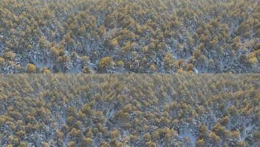 森林草原过渡地带樟子松林雪景高清在线视频素材下载
