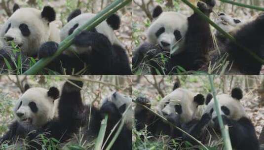 两只吃竹子的大熊猫特写高清在线视频素材下载