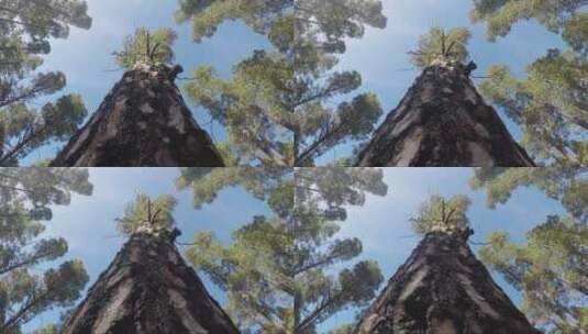 自然风景区里的树木高清在线视频素材下载