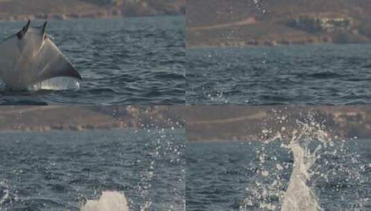 蝠鲼海上飞跃慢动作高清在线视频素材下载