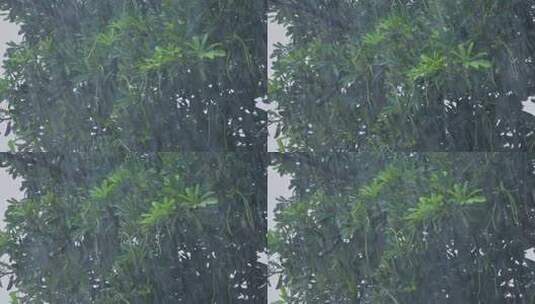 春季雨天雨水雨景树叶雨滴高清在线视频素材下载