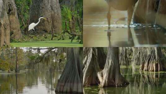 湿地公园沼泽地生态系统高清在线视频素材下载