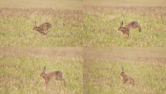 春天野兔奔跑兔子跑高清在线视频素材下载