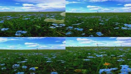 竖版-草原上的花草高清在线视频素材下载