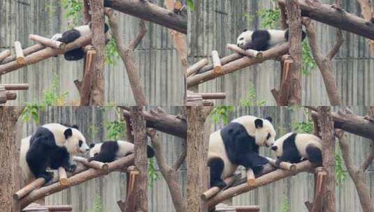 成都大熊猫繁育研究基地爬树的小熊猫高清在线视频素材下载