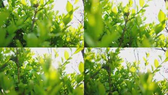 花草树木实拍视频素材高清在线视频素材下载