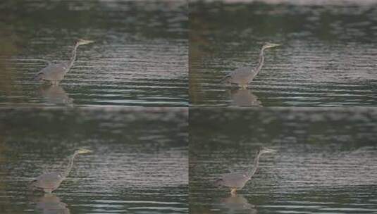 灰鹭鸟站在野外的大涟漪平静的湖，风的天气条件与皮瓣高清在线视频素材下载