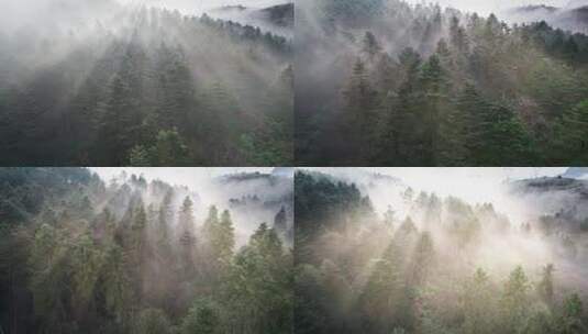 航拍云雾中的森林丁达尔光高清在线视频素材下载