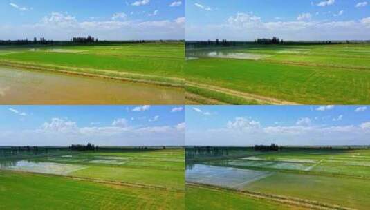 平原水稻水田农业灌溉春耕高清在线视频素材下载