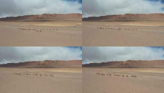 阿里地区藏野驴群高清在线视频素材下载