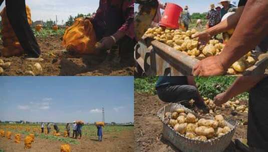 土豆种植高清在线视频素材下载