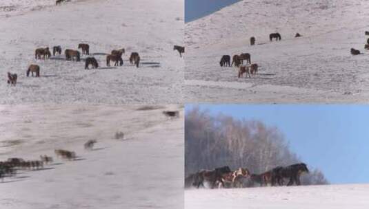 冬季乌兰布统景区马群奔跑高清在线视频素材下载