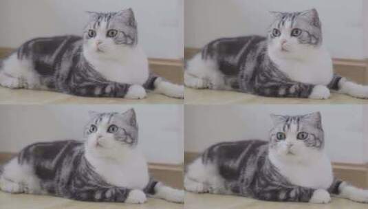 美国短毛虎斑宠物猫高清在线视频素材下载