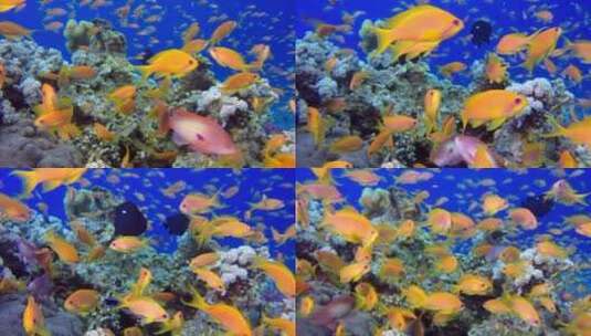 美丽的水下彩色鱼高清在线视频素材下载