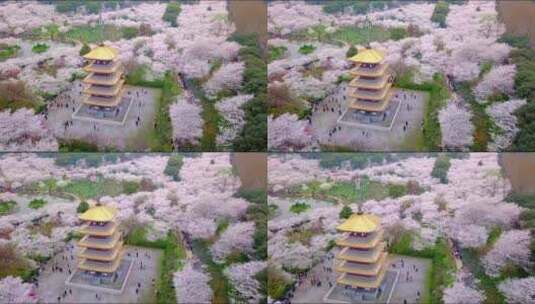 春天武汉东湖樱园日式五重塔高清在线视频素材下载