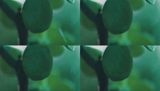 雨中的绿植高清在线视频素材下载