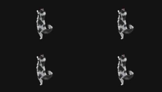 猫跳舞背景视频高清在线视频素材下载