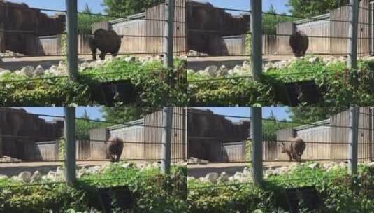 犀牛在动物园中走高清在线视频素材下载