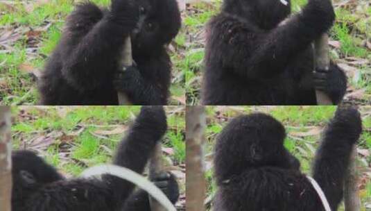 小猩猩吃了一棵桉树高清在线视频素材下载
