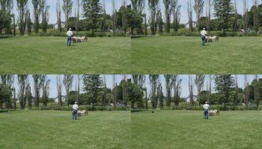 男人训练牧羊犬放牧高清在线视频素材下载