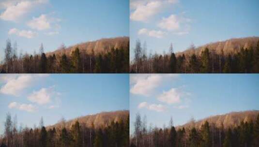树木的实拍镜头高清在线视频素材下载