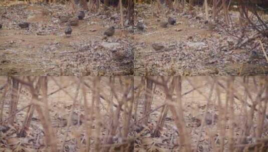 冬天的小麻雀冬日觅食小鸟灰雀动物高清在线视频素材下载