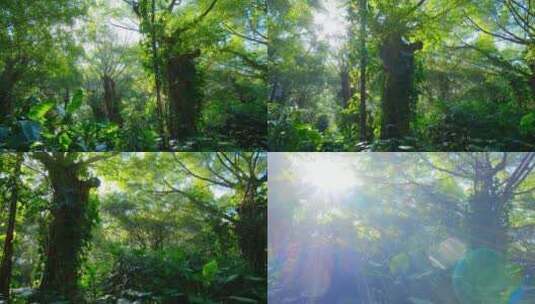 清晨森林里阳光穿过树林高清在线视频素材下载