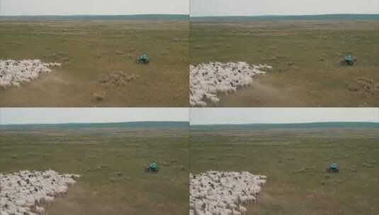 内蒙古草原牧民绵羊群高清在线视频素材下载