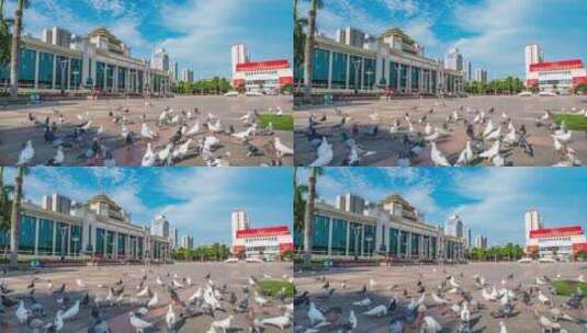 广西南宁民族广场的鸽子高清在线视频素材下载