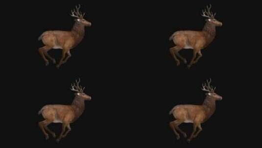 麋鹿小鹿角鹿森林动物三维动画合成带通道高清在线视频素材下载