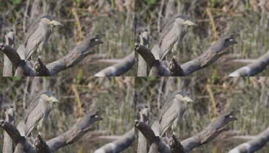 一只野生凶猛的黑冠夜鹭的特写侧写镜头，nycticorax nycticorax耐心地pe高清在线视频素材下载