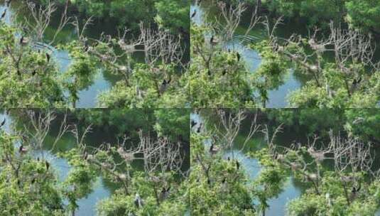 湿地河流树林水鸟高清在线视频素材下载