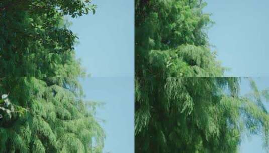 4K树叶树荫唯美空镜高清在线视频素材下载
