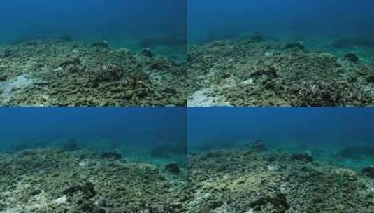 海洋污染珊瑚死亡高清在线视频素材下载