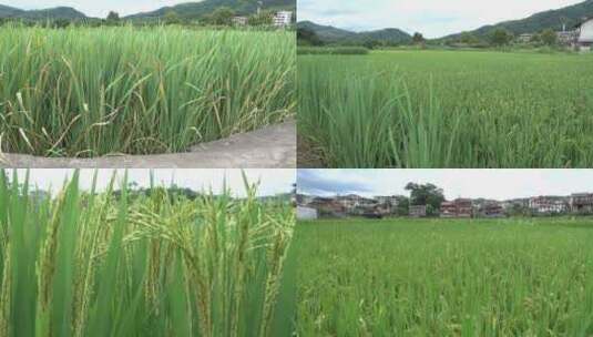 4k农村田园风光水稻绿色田野丰收生态农业高清在线视频素材下载