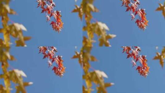 秋天枫叶红枫叶高清在线视频素材下载