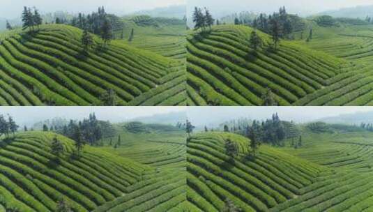 蓝天下的绿茶山梯田航拍风景茶园美丽高清在线视频素材下载