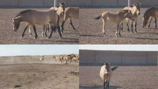 新疆准噶尔野马场马群高清在线视频素材下载