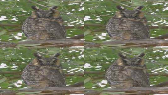垂直视频长猫头鹰栖息并环顾四周高清在线视频素材下载